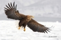 White-tailed-Eagle;White-tailed-Sea-Eagle;Sea-Eagle;Haliaeetus-albicilla;Japan;b